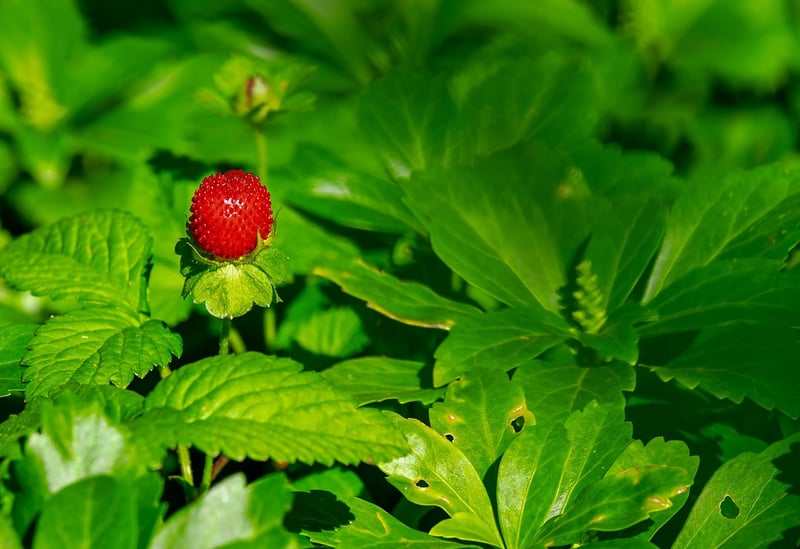 Summer harvesting