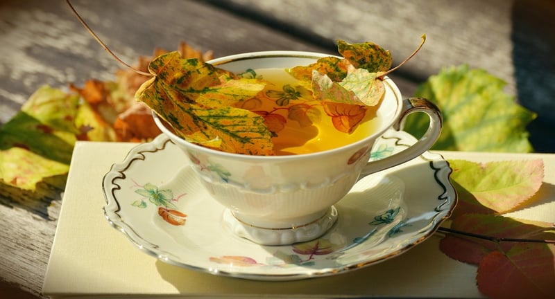 Teacup Mini Garden